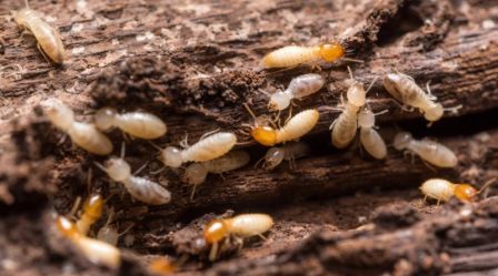 Traitement-anti-termites-La-Croix-Valmer-nuisibles13